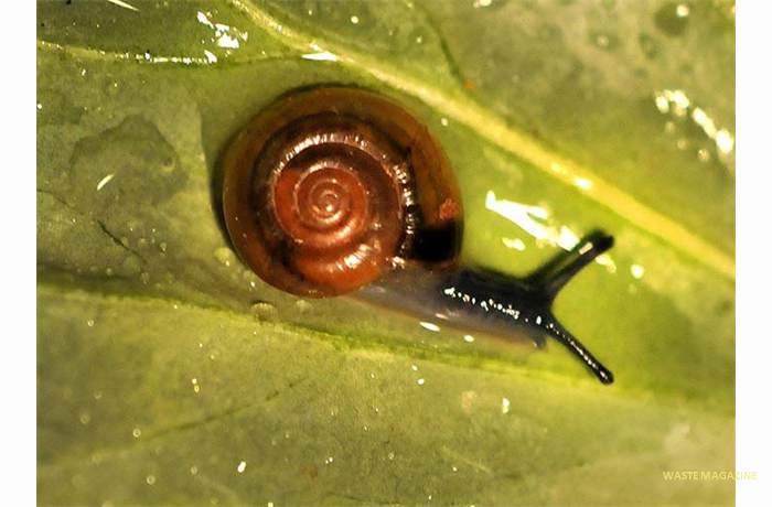 oxychilusdraparnaudi51