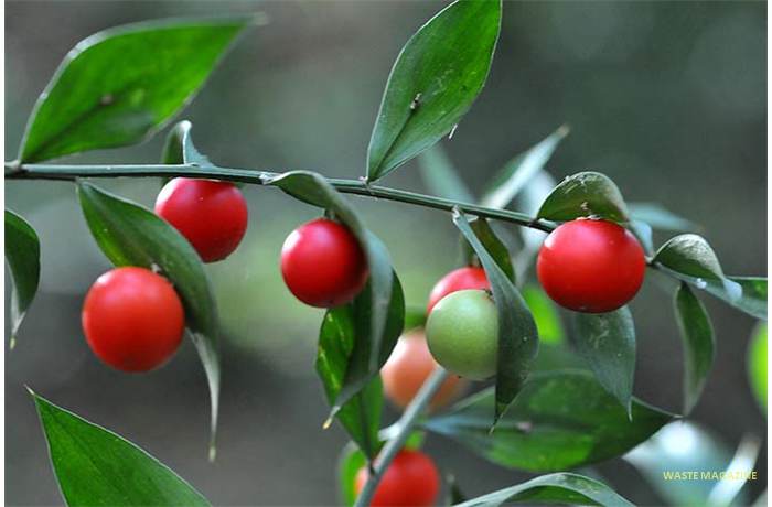 ruscusaculeatus33