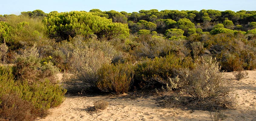 Cuesta de Maneli