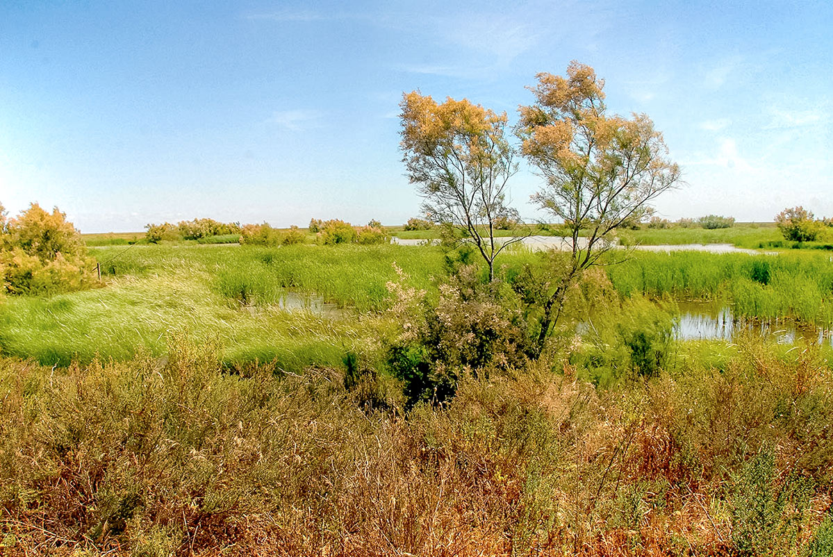 donana35