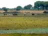 donana43