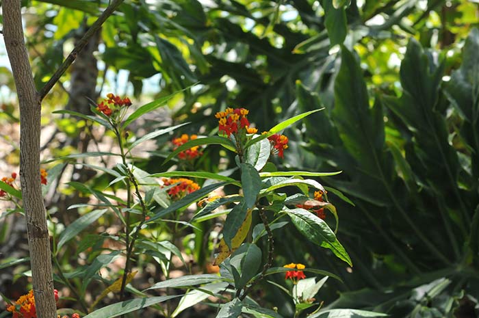 asclepias