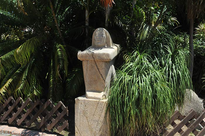 beucarnearecurvata3