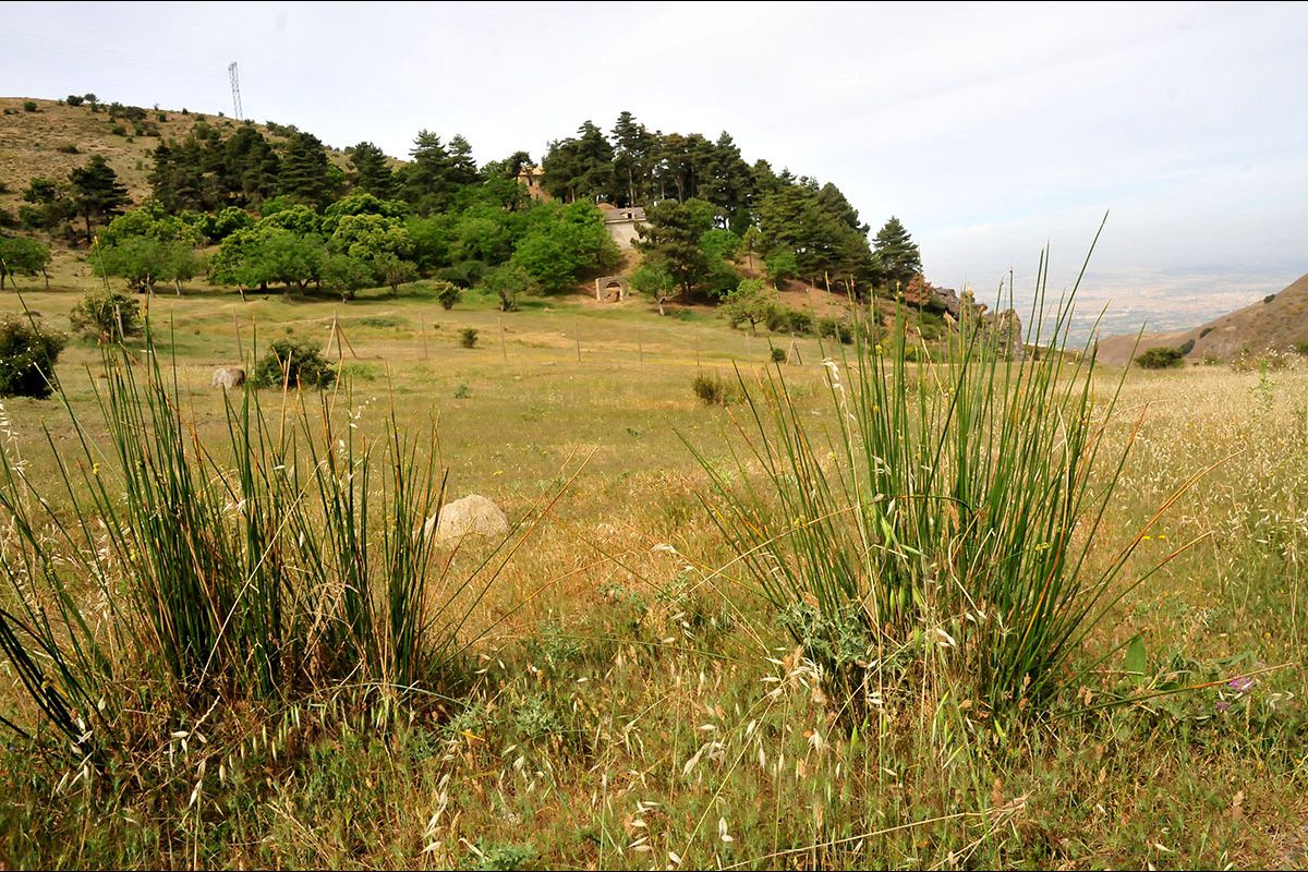 El_Purche_003