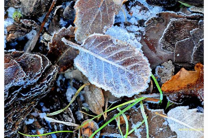 bosque-hielo59
