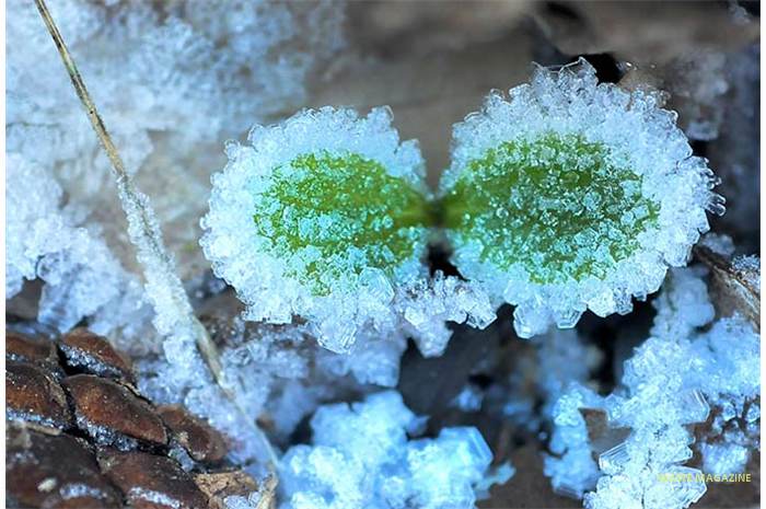 bosque-hielo64