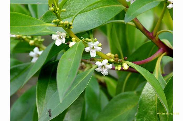 myoporumlaetum13