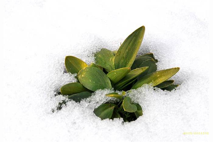plantaynieve
