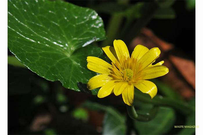 ranunculusficaria.jpg