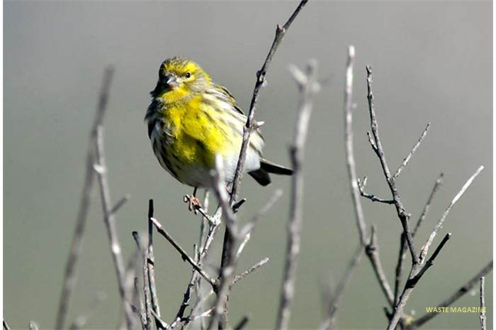serinusserinus28