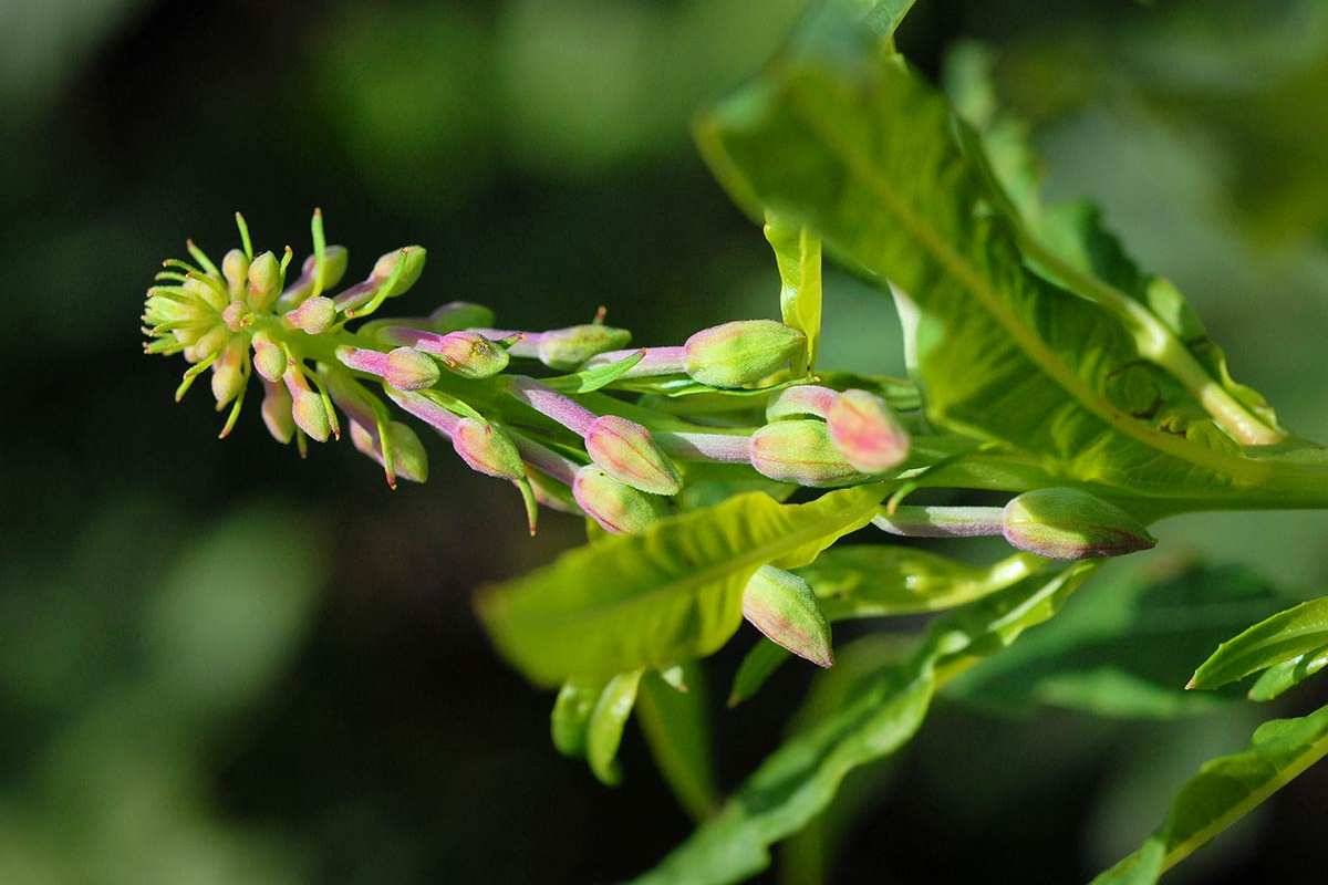 Epilobium angustifolium
