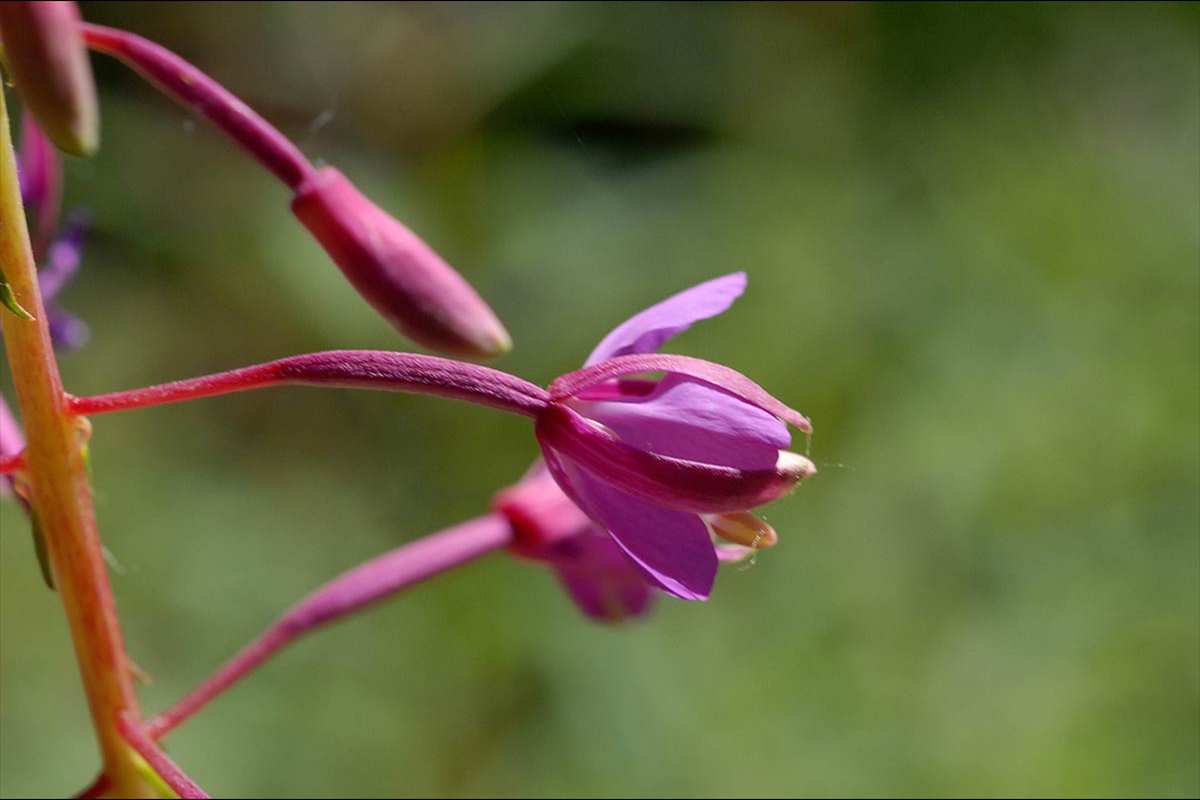Epilobium angustifolium