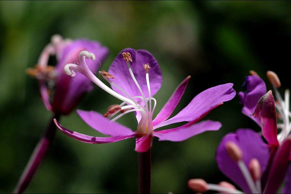 Epilobium angustifolium