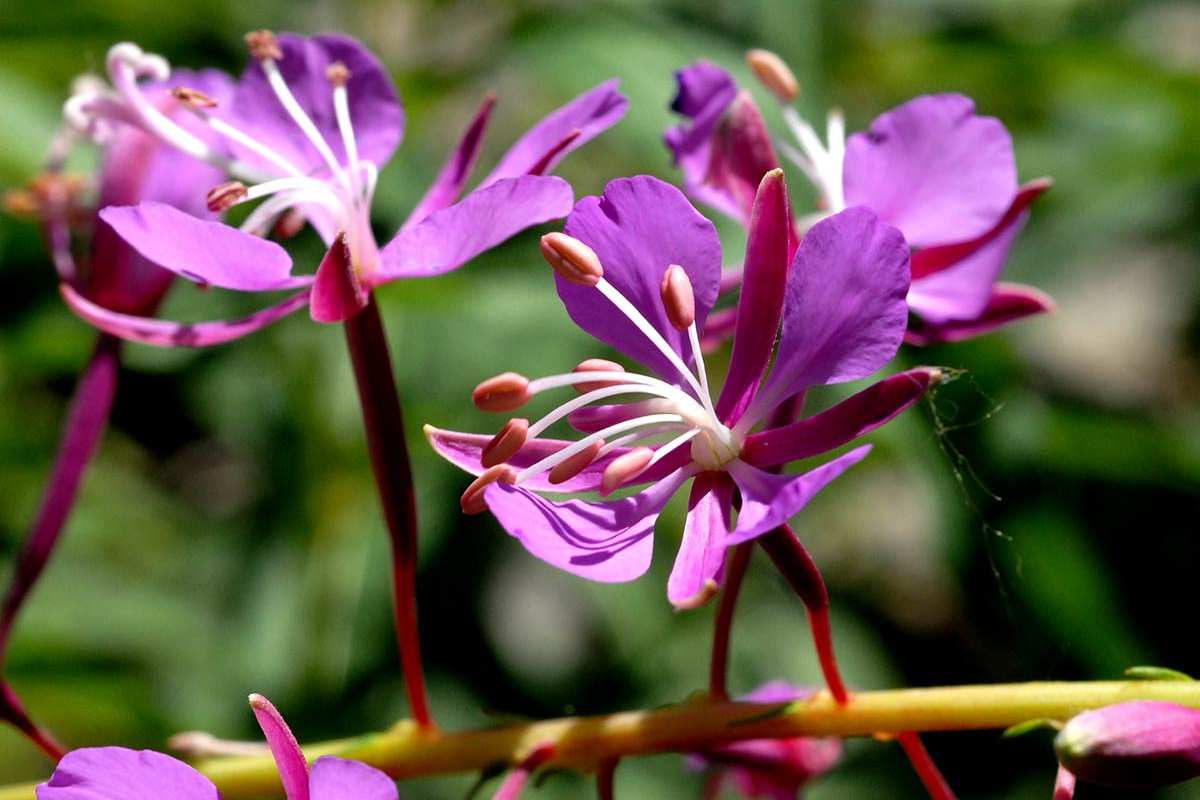 Epilobium angustifolium
