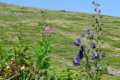 Epilobium angustifolium junto a Aconitum burnatii