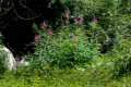Epilobium angustifolium