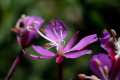 Epilobium angustifolium