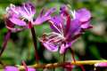 Epilobium angustifolium