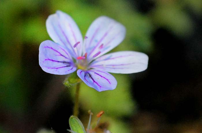 erodiumrupicola23