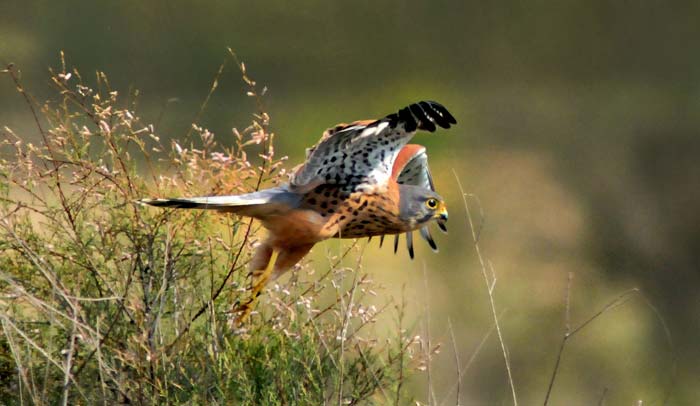 falcotinnunculus132