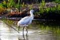 platalea-leucorodia-espatula-19