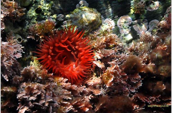 actiniaequina19