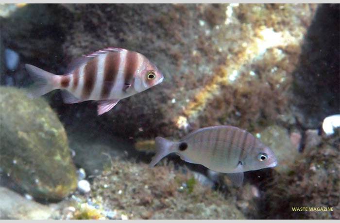 diploduscervinus38