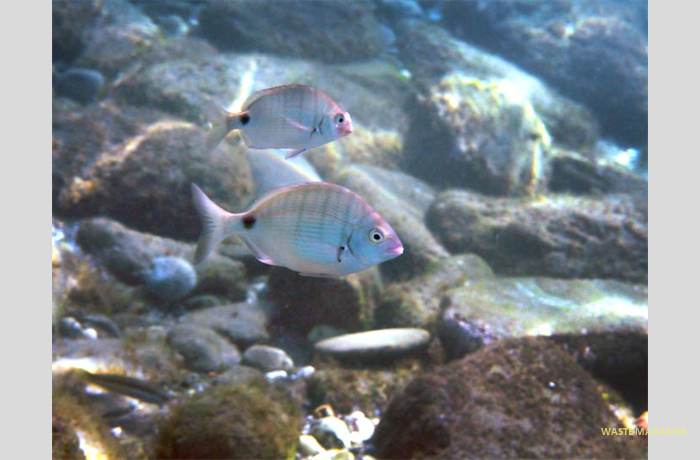 diplodussargus43