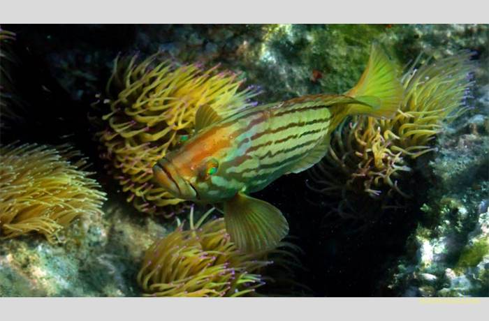 epinepheluscostae1