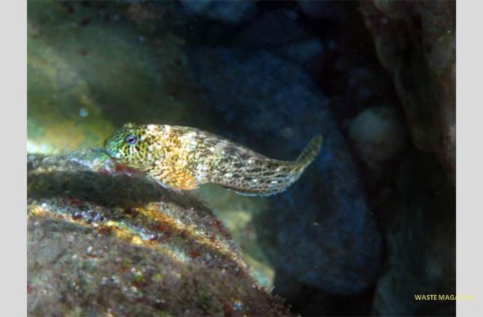 parablenniussanguinolentus