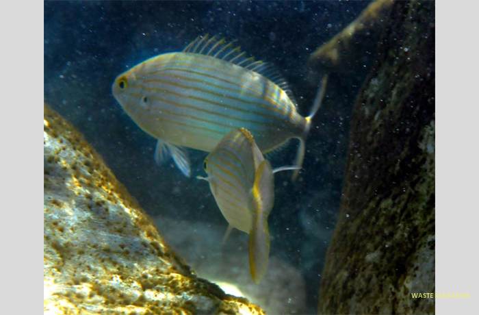 sarpasalpa38