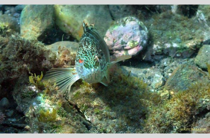 serranusscriba1