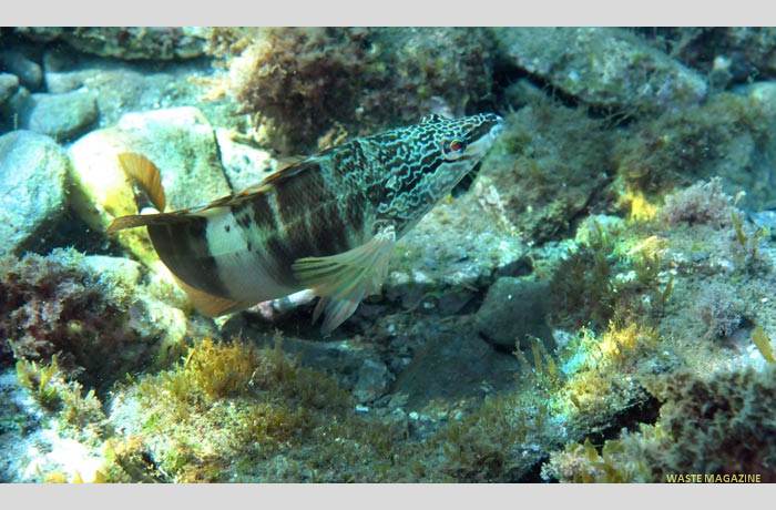 serranusscriba2