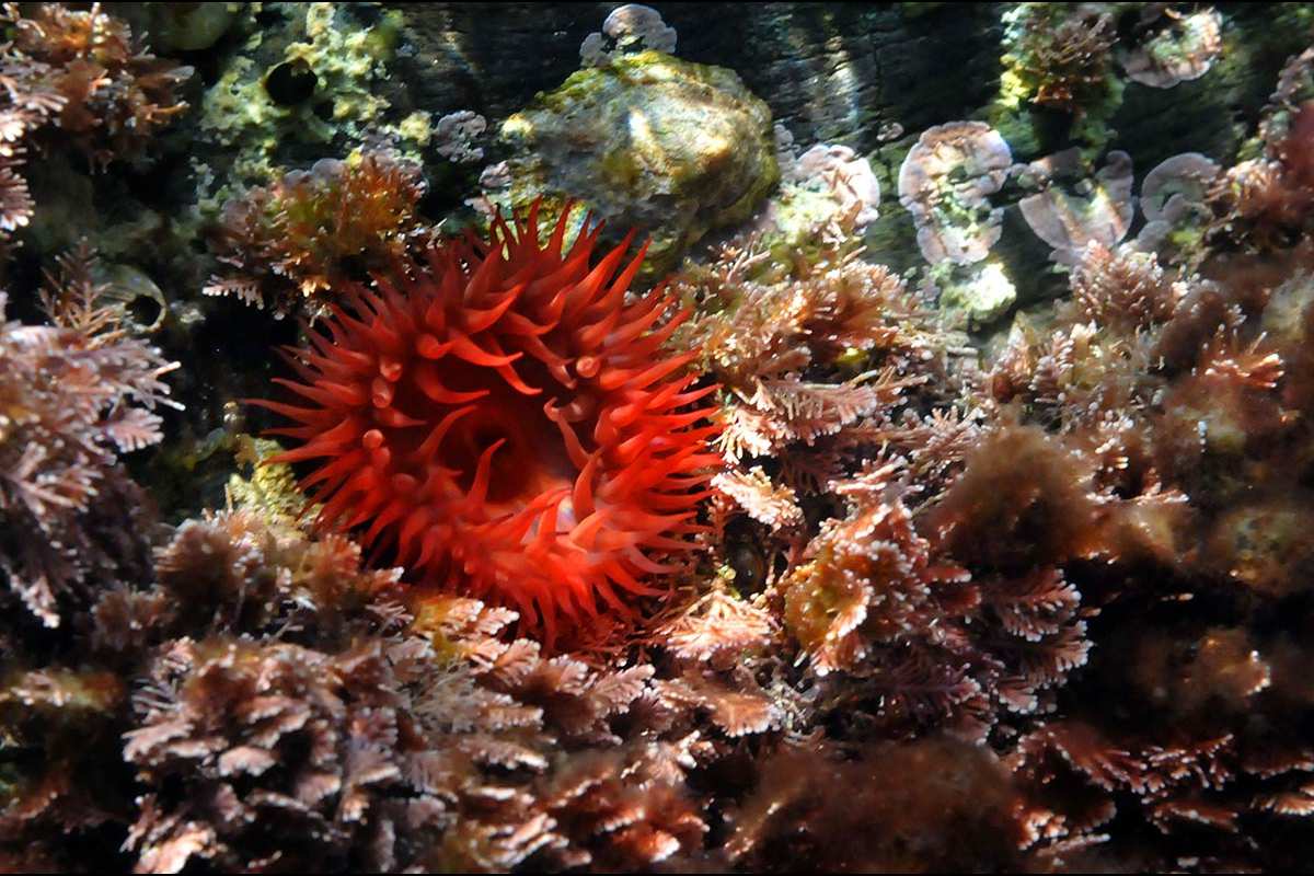 Actinia equina, Tomate de mar