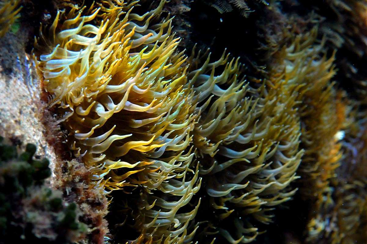 Aiptasia
