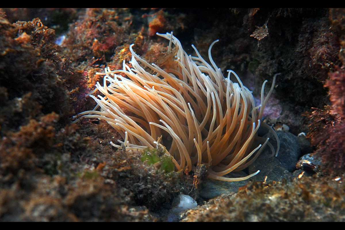 Anemonia sulcata, ortiguilla, anémona