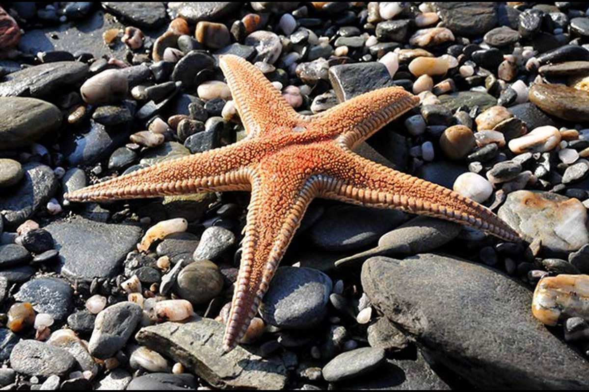Astropecten aranciacus