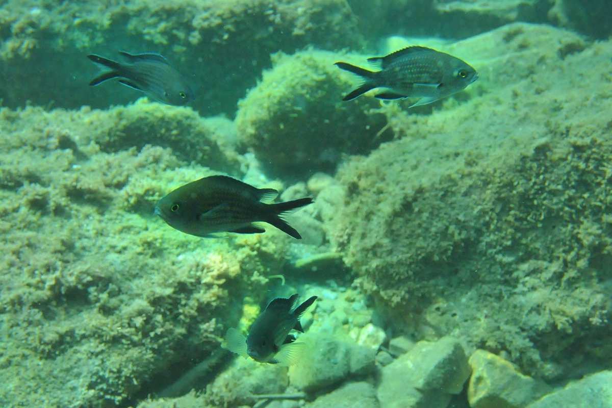 Chormis chromis, castañuela