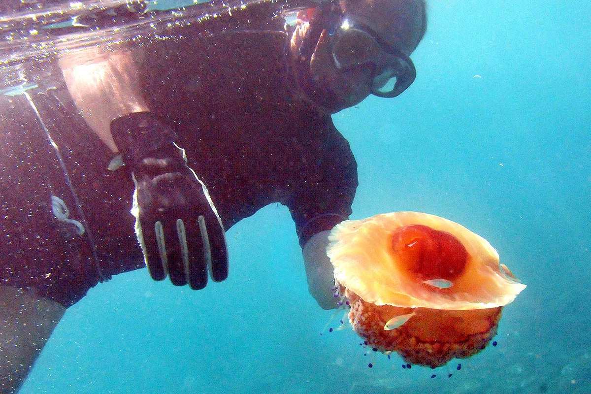 Cotylorhiza tuberculata, agua mala, medusa de pececillos