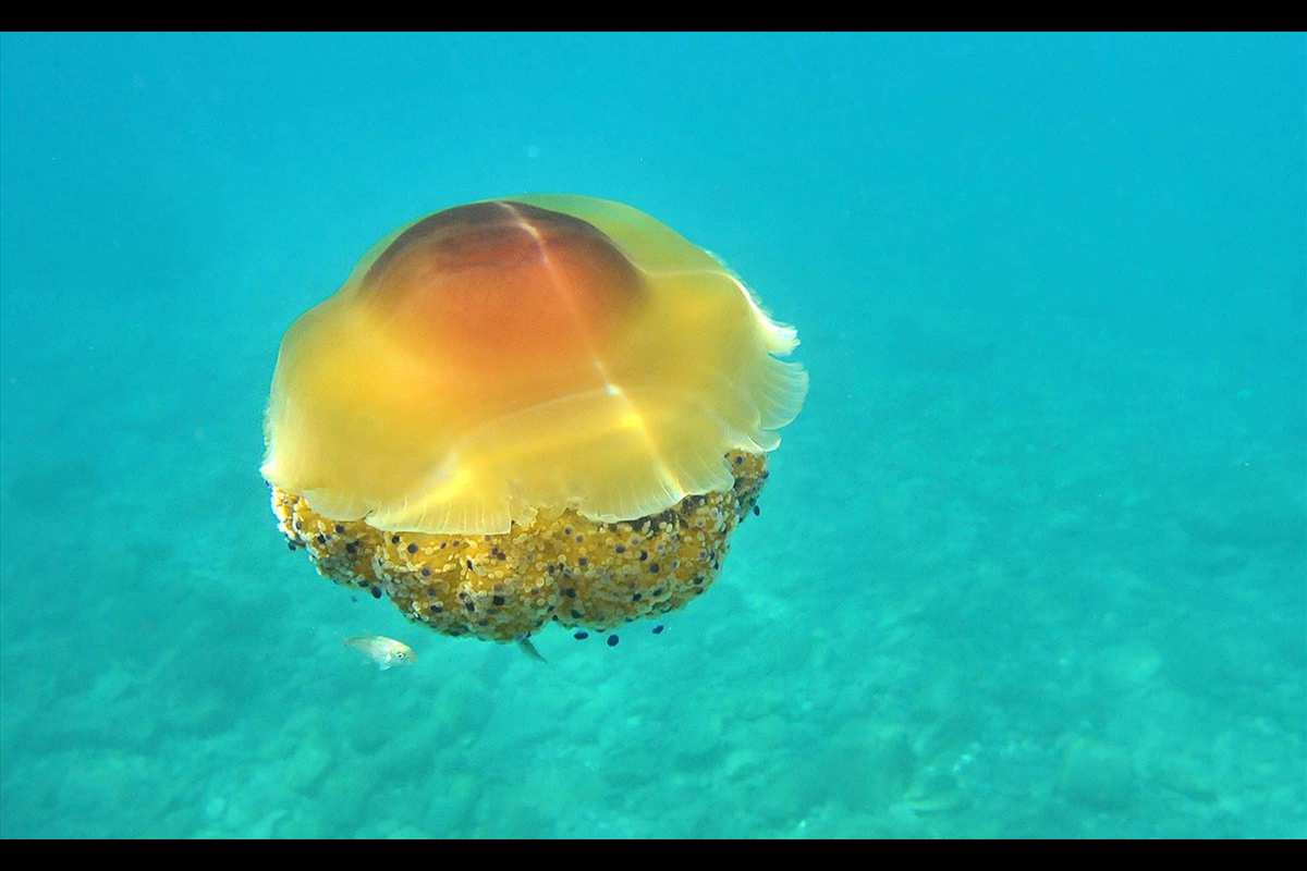 Cotylorhiza tuberculata, agua mala, medusa de pececillos