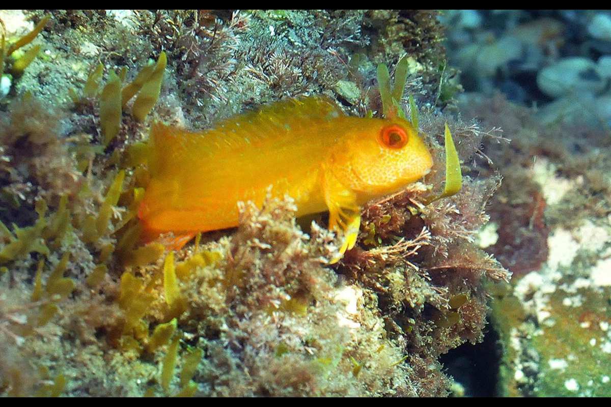 Parablennius