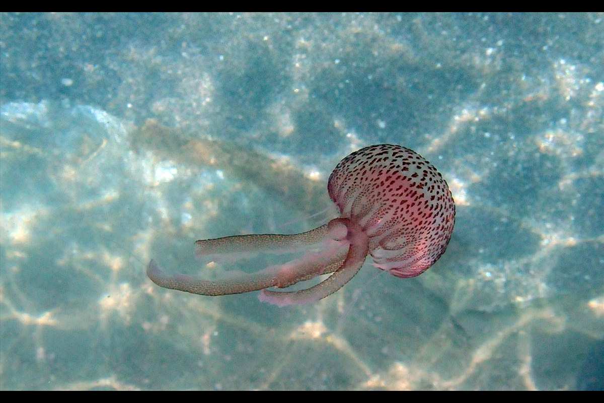 Medusa, Pelagia noctiluca