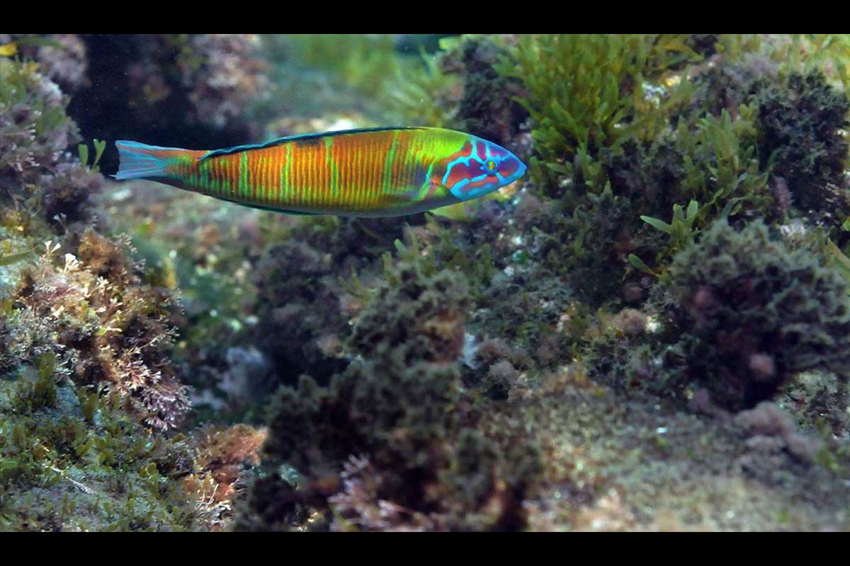 Fredi, Thalasoma pavo
