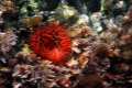 Actinia equina, Tomate de mar