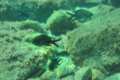 Chormis chromis, castañuela