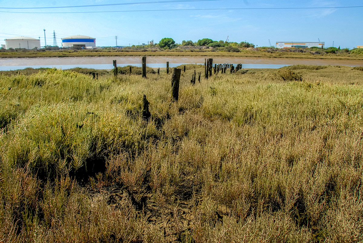 esterodomingorubio11
