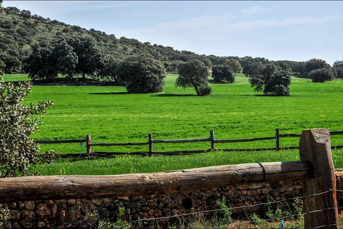 fatimbullar-dehesa-de-agron-12