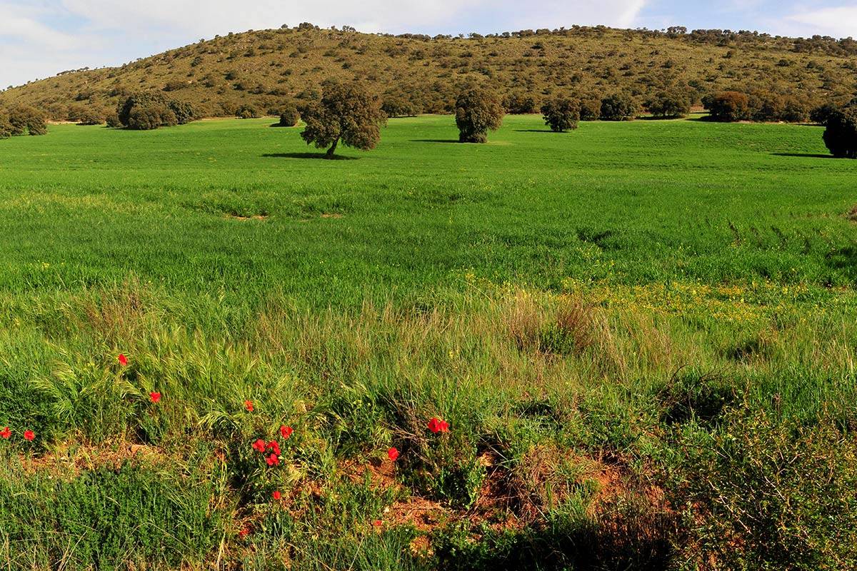 fatimbullar-dehesa-de-agron-16
