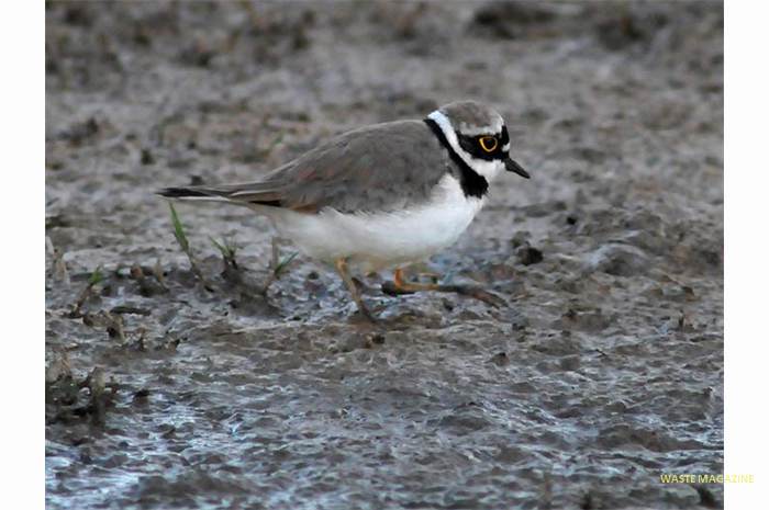 charadriusdubius106