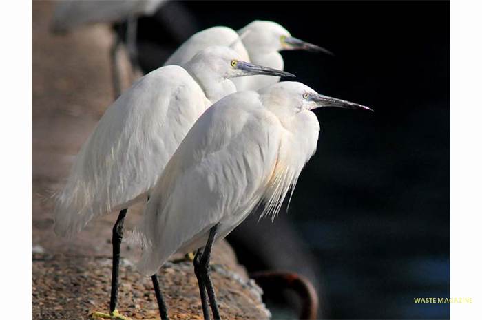 egrettagarceta501